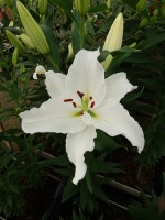 [5386 Signum 2N VZ No02.JPG]